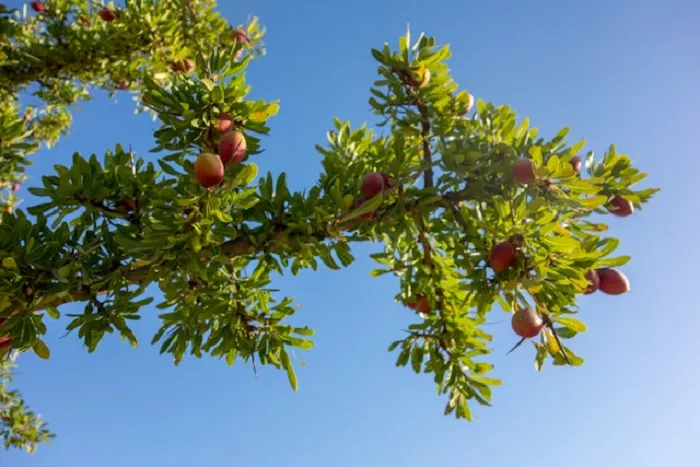 Pure Argan Oil tree