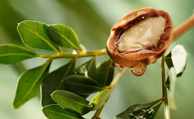 Moroccan Argan Oil Products